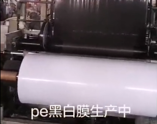 pe黑白膜生產